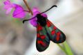 Zygaena oxytropis